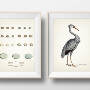 Great Blue Heron and Heron Eggs Print Pair - BI-27 EG-08 - Fine art print of a vintage natural history academia illustration