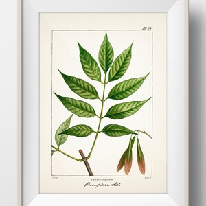 Pumpkin Ash Tree Fraxinus profunda TR-29 Fine art print of a vintage natural history academia botanical illustration. image 1