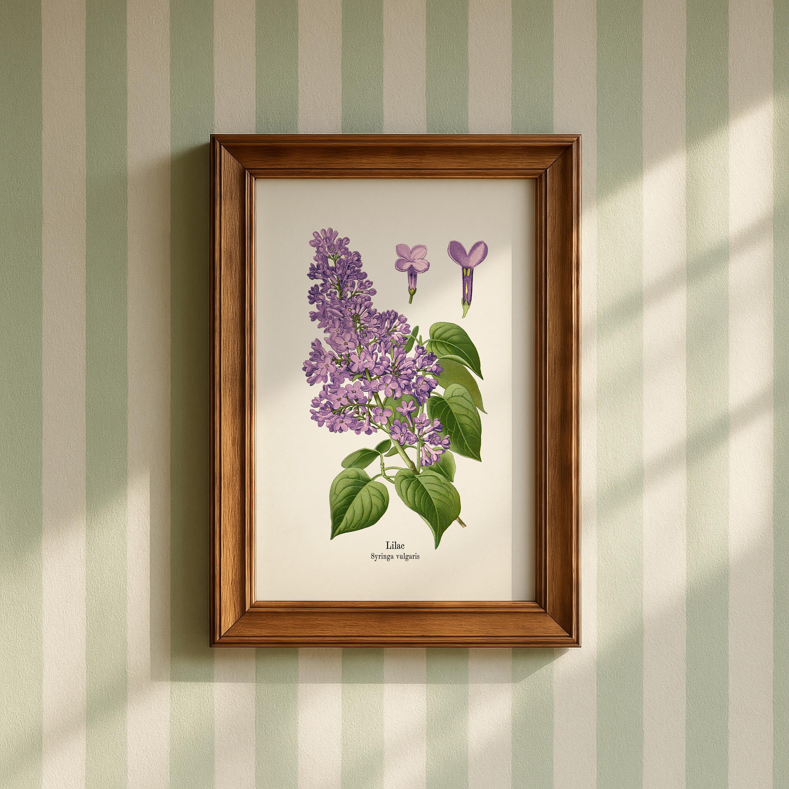 Vintage Lilac Drawing Print (Syringa vulgaris) FL-30 - Fine art