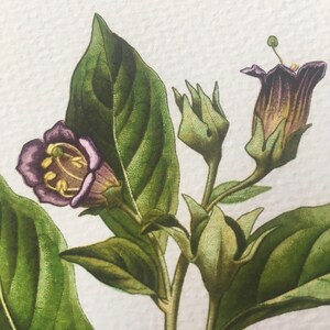 A detailed botanical illustration of a flower with green leaves and a purple center, set against a white background.