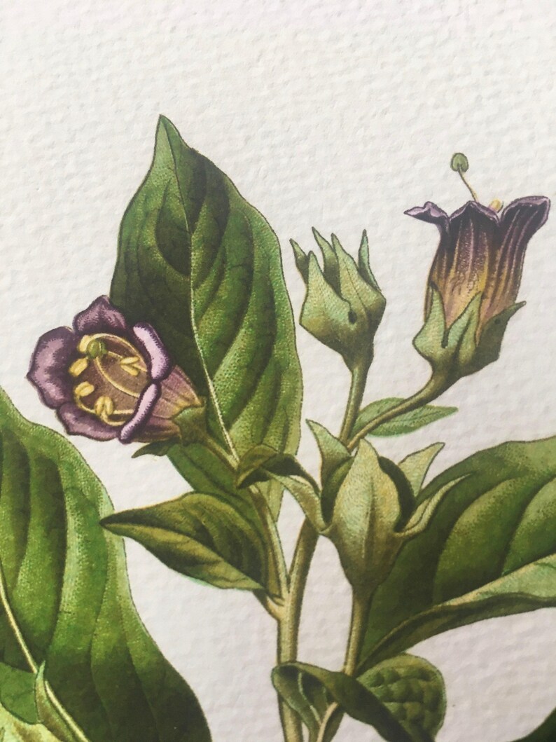 A detailed botanical illustration of a flower with green leaves and a purple center, set against a white background.