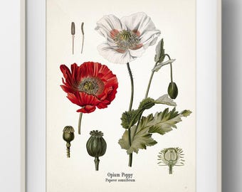 Opium Poppy - Papaver somniferum - KO-38 - Fine art prints of Kohler's vintage academia botanical illustration drawings