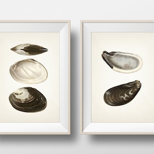 Mussel and Clam Shell Pair of Prints - SH-64-65 - Fine art print of a vintage natural history academia illustration