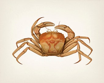 Crab Series 1 - SC-01 - Fine art print of a vintage natural history academia illustration. Cottagecore aesthetic wall art