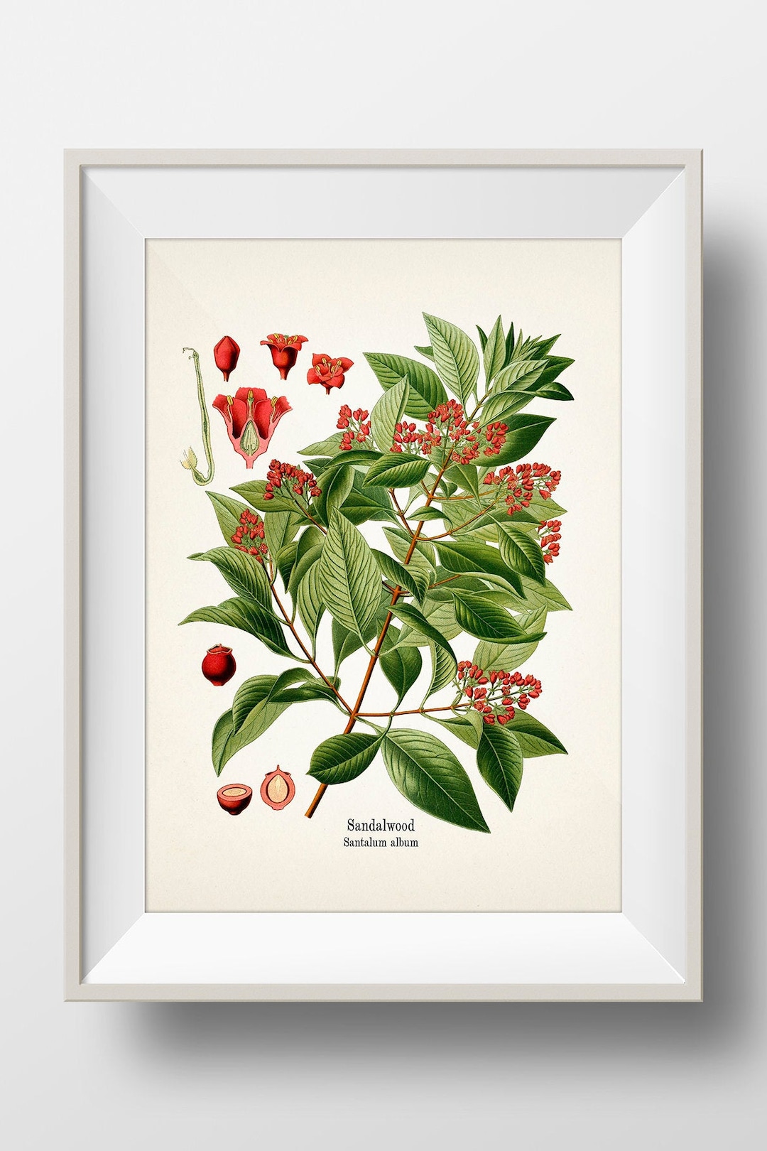 Sandalwood - Santalum Album - KO-53 - Fine Art Prints of Kohler's