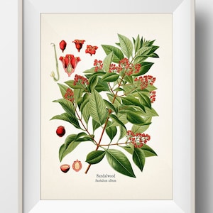 Sandalwood - Santalum album - KO-53 - Fine art prints of Kohler&#39;s vintage academia botanical illustration drawings