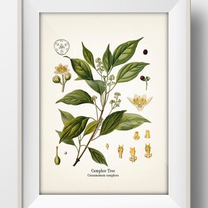 Camphor Tree Botanical Illustration - Cinnamomum camphora print - KO-82 - Fine art prints of Kohler's vintage academia drawings - Wall art