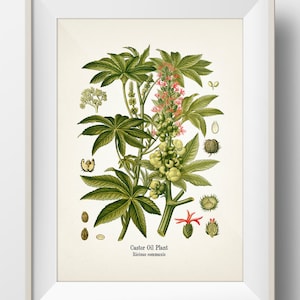 Castor Oil Plant - Castor Bean - Ricinus communis - KO-48 - Fine art prints of Kohler&#39;s vintage academia botanical illustration drawings