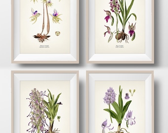 Orchid Wall Art Set #2 -Ghost, Bug, Lizard, Monkey Orchids - Fine art prints of vintage floral botanical illustrations