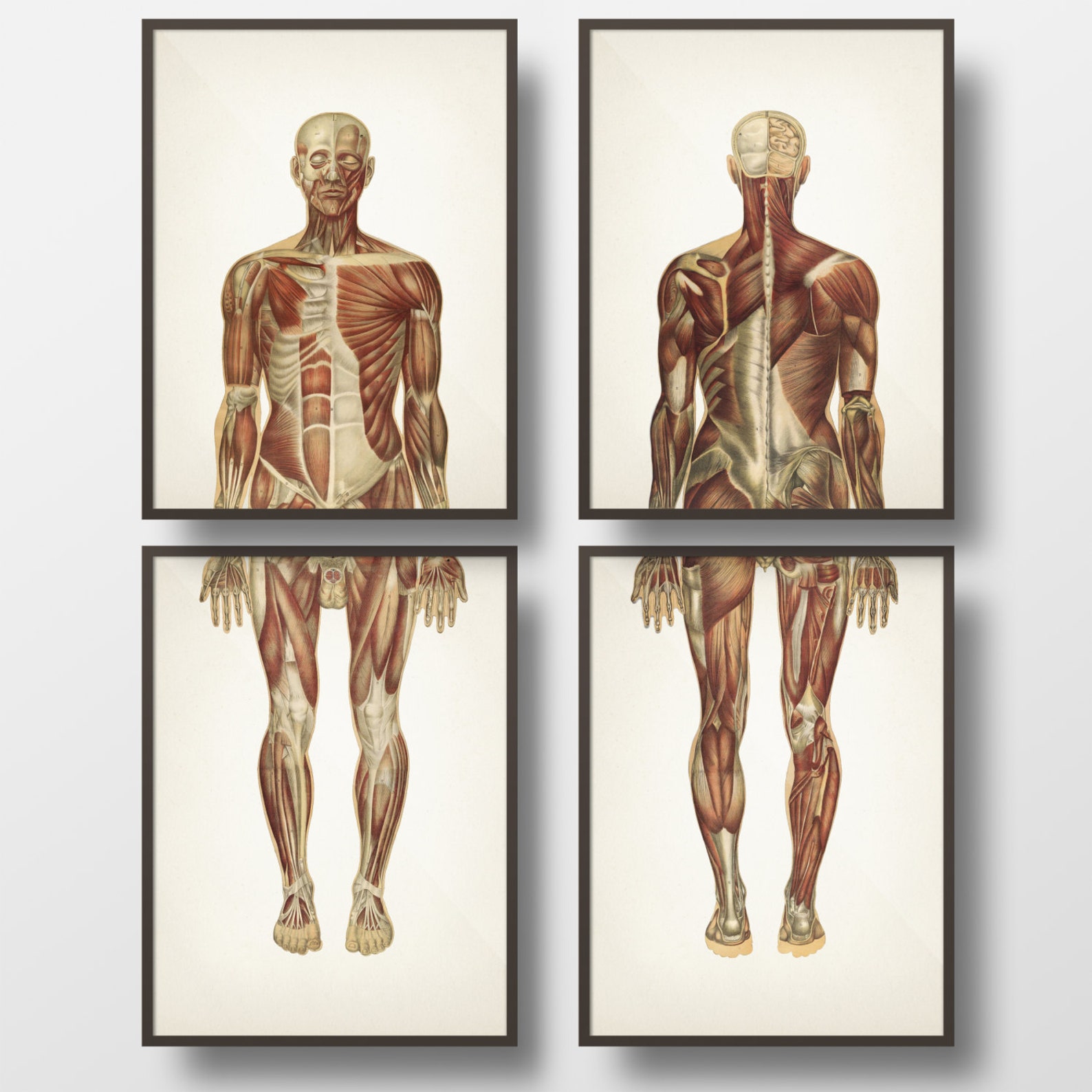 Human Anatomy MUSCLE System Wall Art Set - Fine Art Prints / Posters of ...