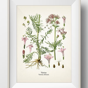 Valerian - Valeriana officinalis - KO-32 - Fine art prints of Kohler&#39;s vintage academia botanical illustration drawings