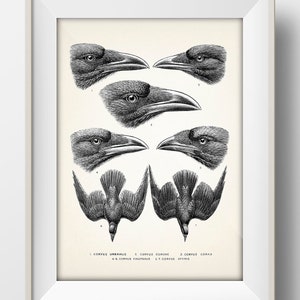 Corvus Species, Crows, Ravens, Etc Wall Art [1881] -BI-28- Avian fine art print or poster of a vintage natural history academia illustration