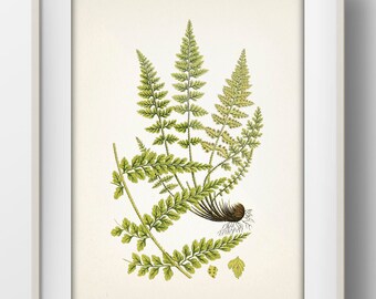 Fern Series No. 9 [1855] - PL-79 - Fine art print of a vintage academia botanical natural history illustration