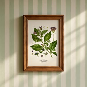 a framed botanical illustration of a plant with green leaves and purple flowers, hanging on a wall.
