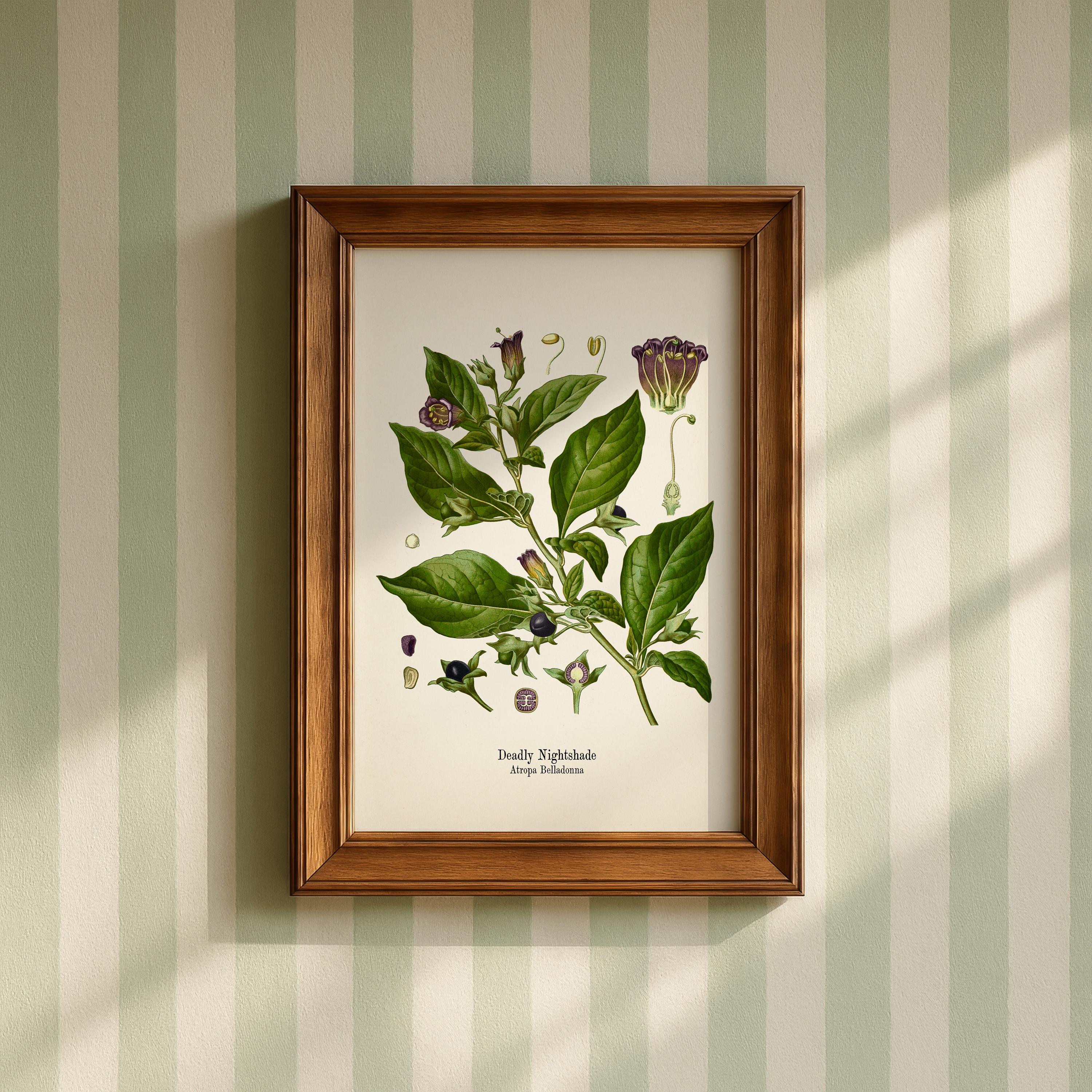 その他 Belladonna and Aconite [CD] Amazon.com: Belladonna: CDs & Vinyl