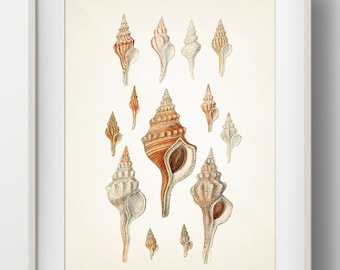 Neutral Shells No. 59 - SH-59 - Fine art print of a vintage natural history academia illustration