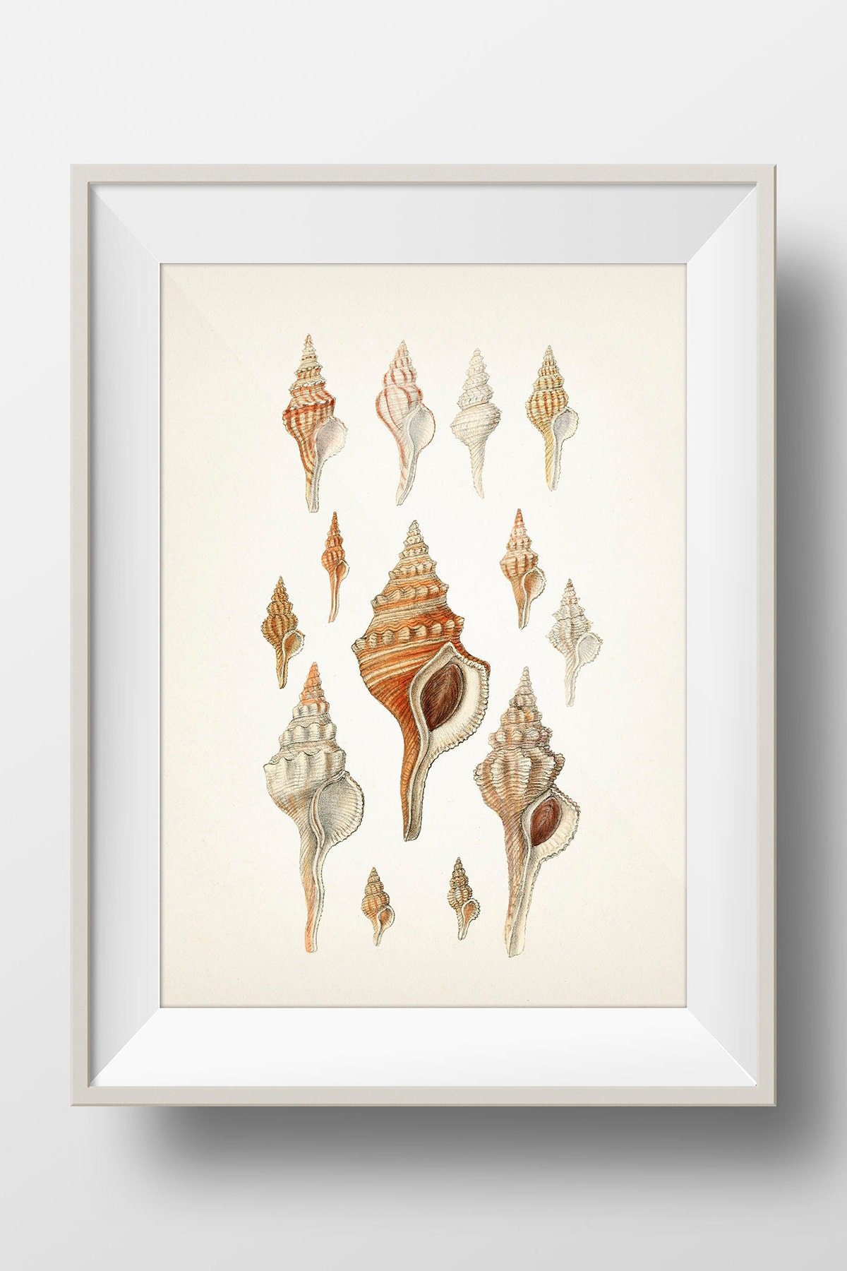 洋書 Shells - Classic Natural History Prints Conchology, or, the Natural History of Shells: Stunning 19th