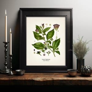 a framed botanical illustration of a plant with green leaves and purple flowers, displayed on a wooden shelf. The plant appears to be a Deadly Nightshade, as indicated by the text on the frame. The shelf also holds a few decorative items, including a candle, a vase, and a small bowl.