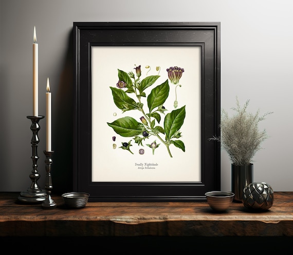 Deadly Nightshade - Atropa Belladonna - KO-25 - Fine art prints of Kohler's vintage academia botanical illustration drawings