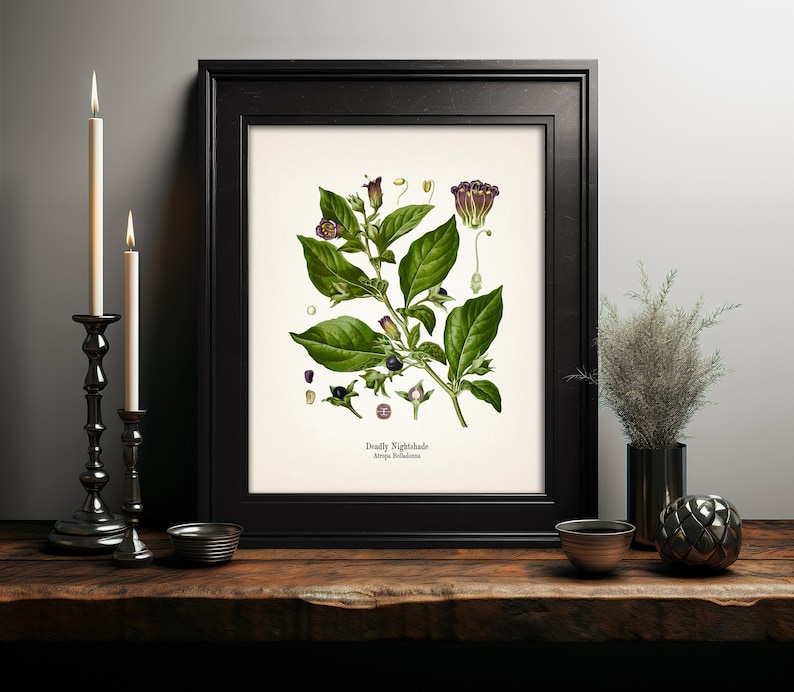 a framed botanical illustration of a plant with green leaves and purple flowers, displayed on a wooden shelf. The plant appears to be a Deadly Nightshade, as indicated by the text on the frame. The shelf also holds a few decorative items, including a candle, a vase, and a small bowl.