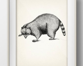 Raccoon drawing - MA-08 - Fine art print of a vintage natural history academia illustration. Cottagecore aesthetic wall art