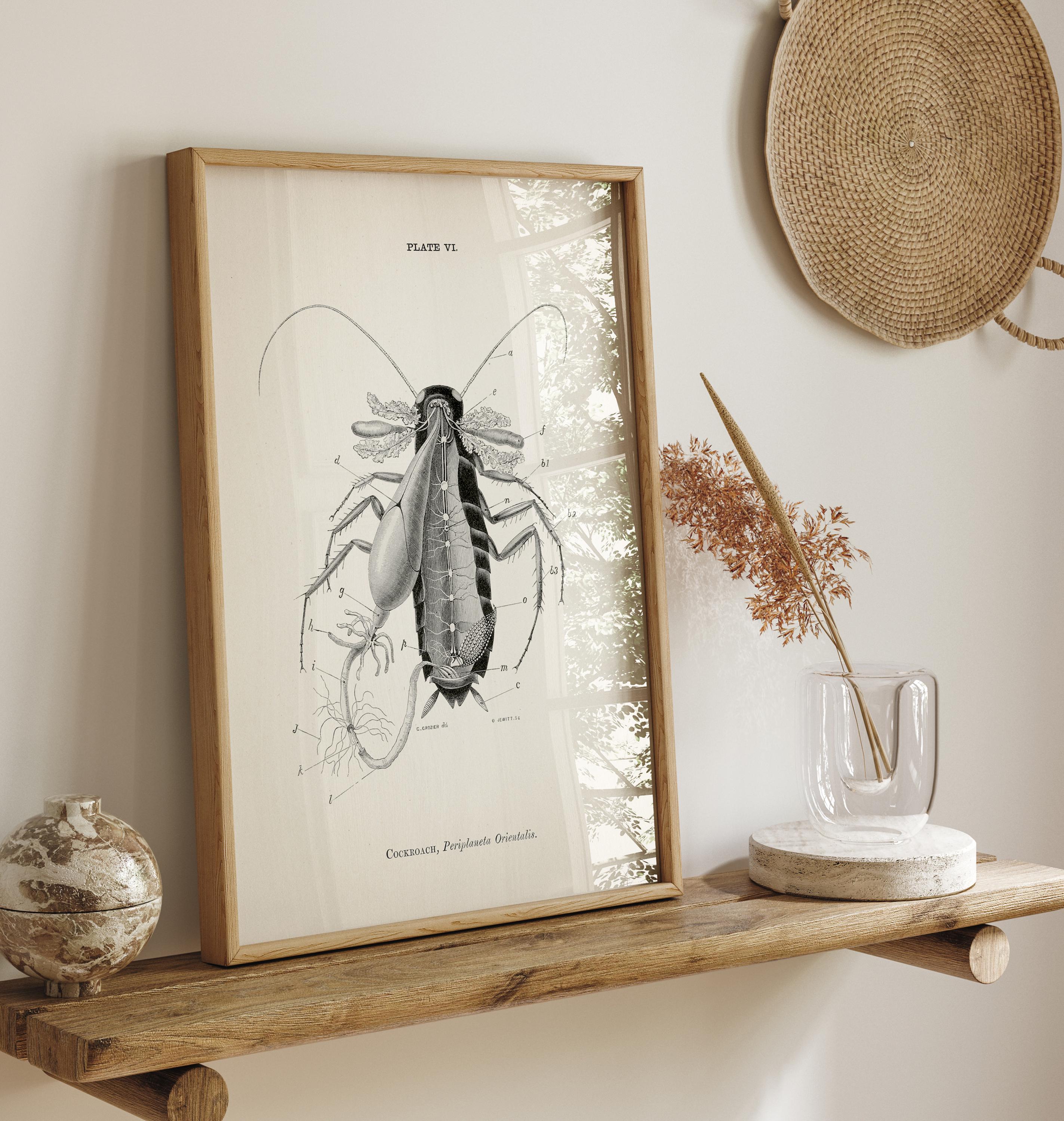 Cockroach Dissection Anatomy Diagram [1870] AN-17 - Fine Art Print of a ...