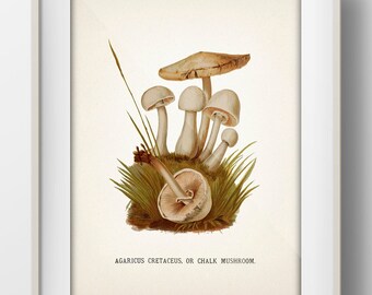 American Mushroom Series No. 04 [1885] Edible or Poisonous - MU-04 - Fine art print of a vintage academia botanical illustration