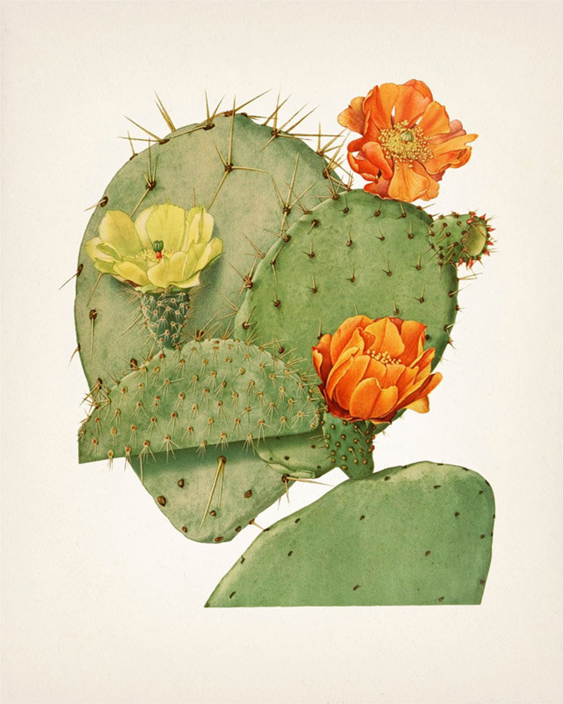 Prickly Pear Cactus Wall Art Set of Four PL50545560 Etsy