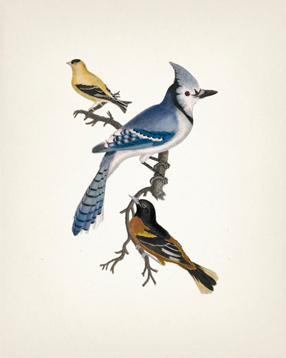 Birds (blue Jay, Goldfinch, Baltimore Oriole) - BI-05 - Fine Art
