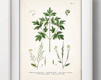 Mustard Greens, Leafy Vegetables [1870 Veg #15] VE-15 Vintage Botanical Illustration of Edible Food Plants. Rustic Kitchen Wall Decor