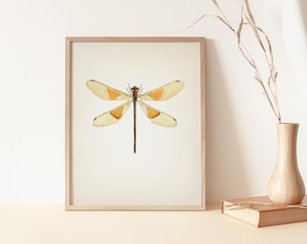 1878 Female Euthore Mirabilis Dragonfly Drawing - IN-14 - Fine art print of a vintage natural history academia illustration