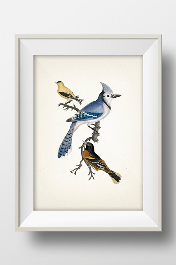 Birds (blue Jay, Goldfinch, Baltimore Oriole) - BI-05 - Fine Art