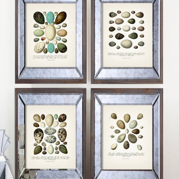 Bird Eggs Print Set - Fine art prints of a vintage natural history academia illustration