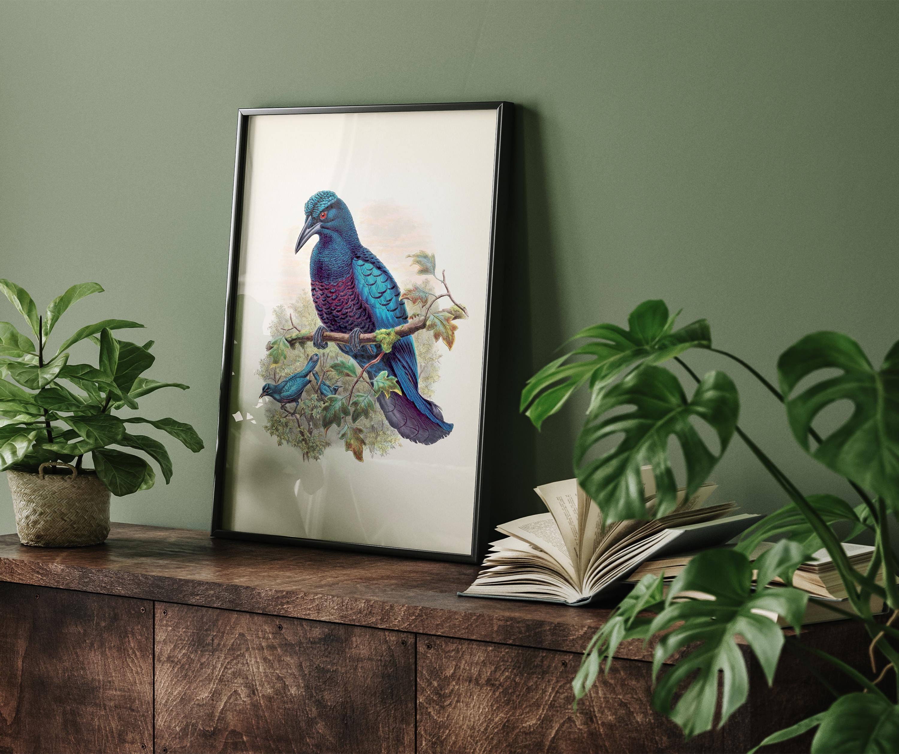 Curl Crested Manucode Bird of Paradise (manucodia Comrii) - BP-05 ...