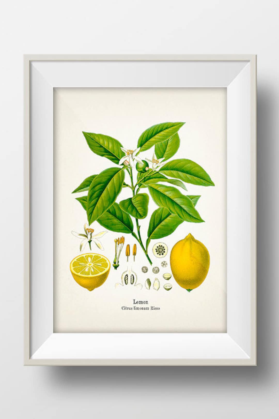 Vintage Lemon Print - KO-05 - Fine Art Prints of Kohler's Vintage ...