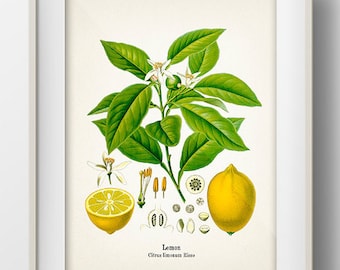Vintage Lemon Print - KO-05 - Fine art prints of Kohler&#39;s vintage academia botanical illustration drawings