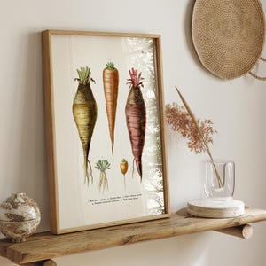 May include: A framed botanical print featuring illustrations of various root vegetables, including carrots and beets. The artwork showcases detailed drawings with a vintage aesthetic, set against a neutral background. The print is displayed on a wooden shelf, adding a touch of rustic charm.