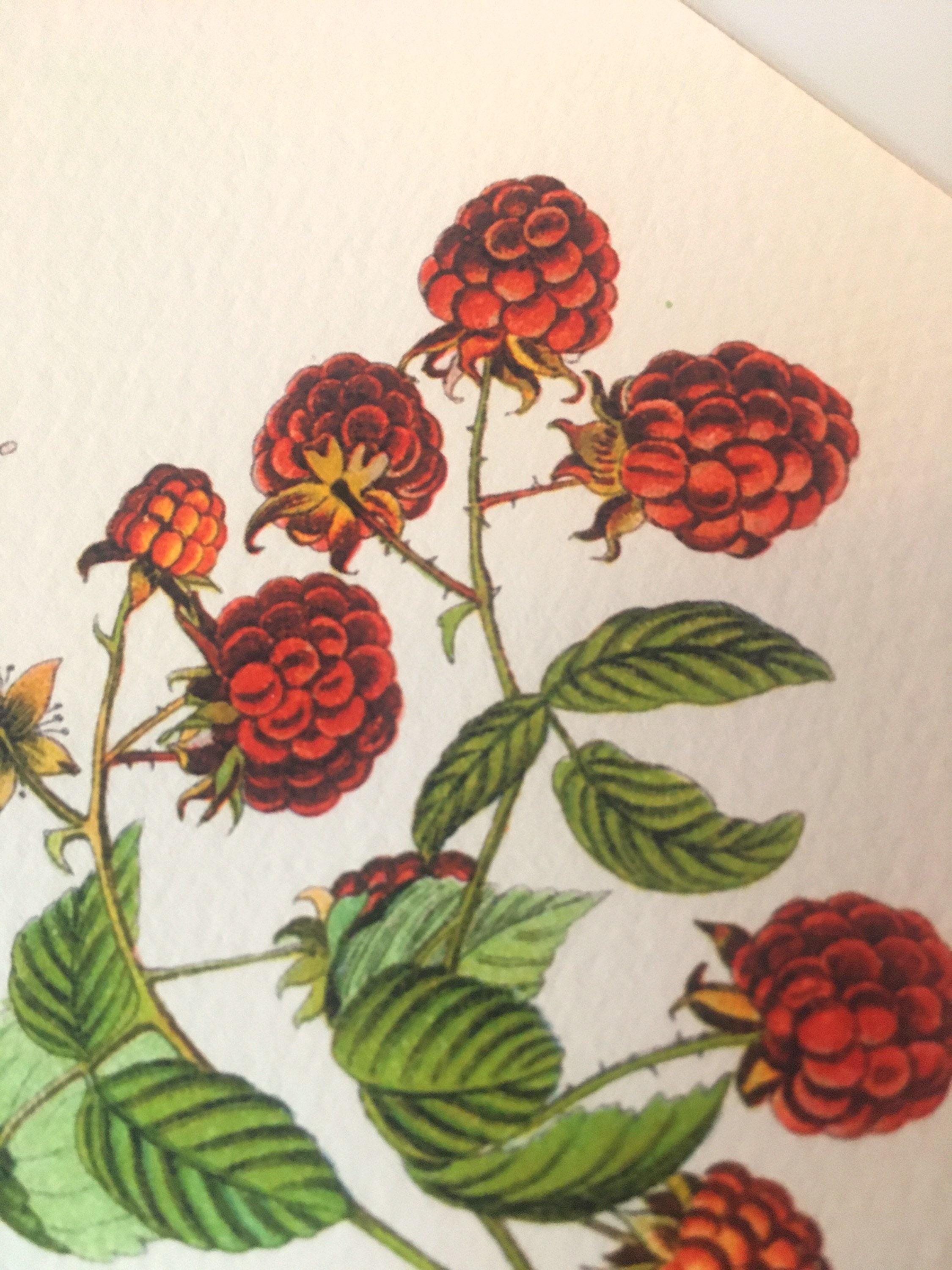 Vintage Raspberry Print 2- PL-45 - Fine Art Print of a Vintage Natural ...
