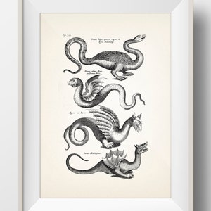 Dragon or Serpent Species - OE-23 - Fine art print of a vintage natural history academia scientific illustration. Oddities style wall art