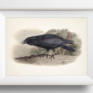 Crow - BI-20 - Avian fine art print of a vintage natural history academia illustration
