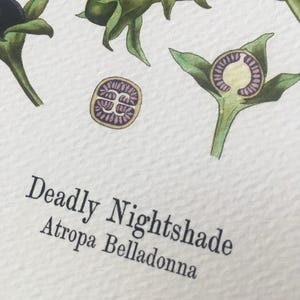 The image is a botanical illustration of a plant with green leaves and purple flowers, labeled as "Deadly Nightshade" by Atropa Belladonna.