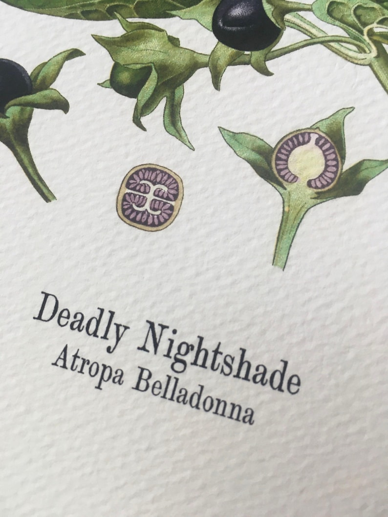 The image is a botanical illustration of a plant with green leaves and purple flowers, labeled as "Deadly Nightshade" by Atropa Belladonna.