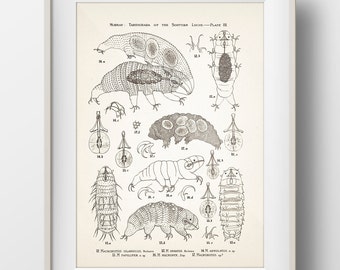 Tardigrade (Water Bear) Anatomy Specimens PLATE 3 - SC-20-24 - Fine art print of a vintage natural history academia illustration