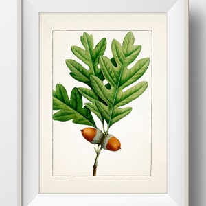 White Oak Tree (Quercus alba) - TR-11 - Fine art print of a vintage natural history academia botanical illustration.