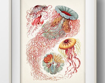 Jellyfish Collage by Haeckel - OC-11 - Fine art print of a vintage natural history academia illustration.