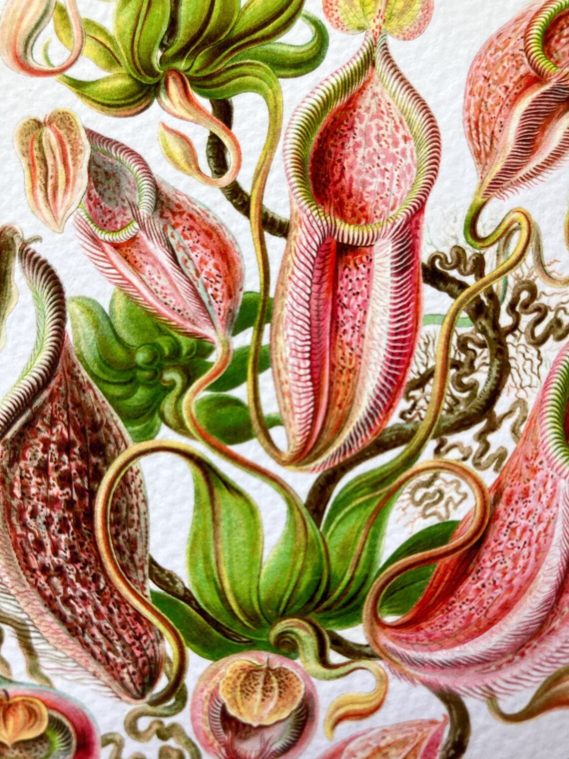 Carnivorous Pitcher Plant Intricate Drawing PL-03 Fine | Etsy