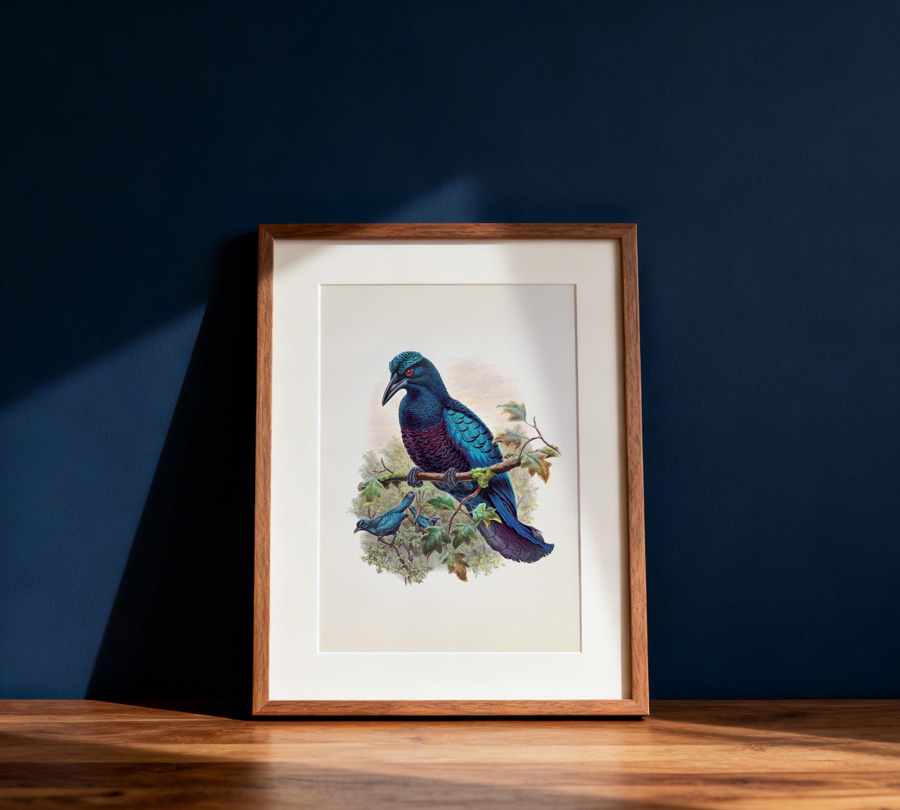 Curl Crested Manucode Bird of Paradise (manucodia Comrii) - BP-05 ...