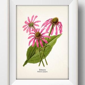 Echinacea Vintage Botanical Print [1868] KO-88 Fine art print of Kohler-style vintage academia cottagecore botanical illustration drawings