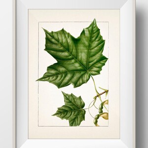 May include: A framed botanical print featuring a detailed illustration of a green maple leaf and seeds. The artwork is set against a cream-colored background, with a white frame. The leaf's veins and textures are clearly visible.