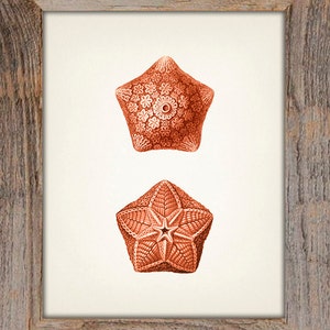 Orange Starfish 1 - - Fine Art Print of a Vintage Natural History Academia Illustration - Etsy